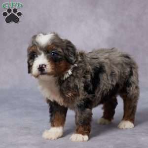 Cici, Mini Bernedoodle Puppy